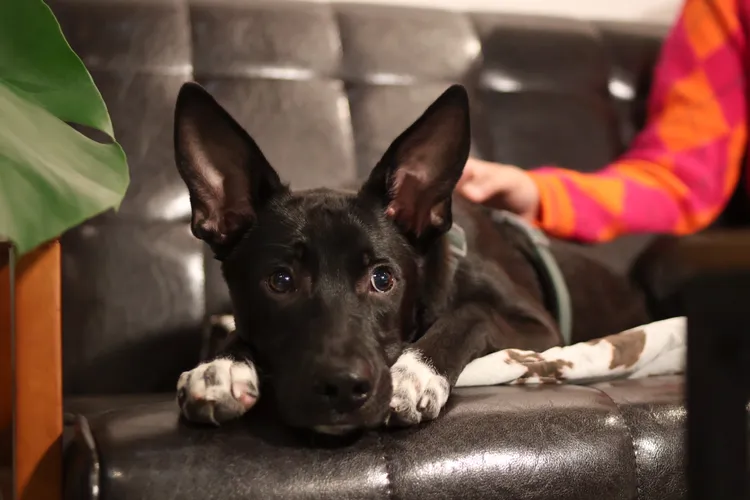 Amo現在5個月大，卻已經15公斤。陳明中攝