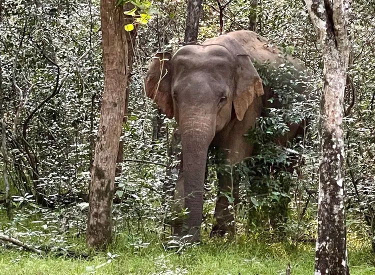 大象在野生公園趴趴走。翻攝廖科溢臉書