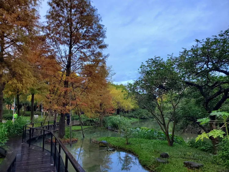 池南池畔落羽松步道，配合生態池水域及大型賞鳥平台、新植落羽松步道區，創造公園夢幻新景點。台北工務局提供