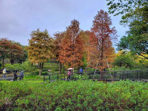 坐捷運就能到 台北市區落羽松祕境在這裡
