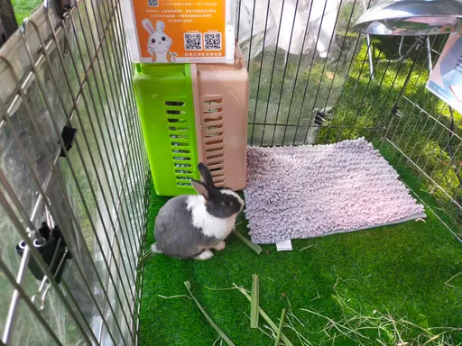兔年養兔趕風潮 不同犬貓!新北10項基礎飼養指引提醒