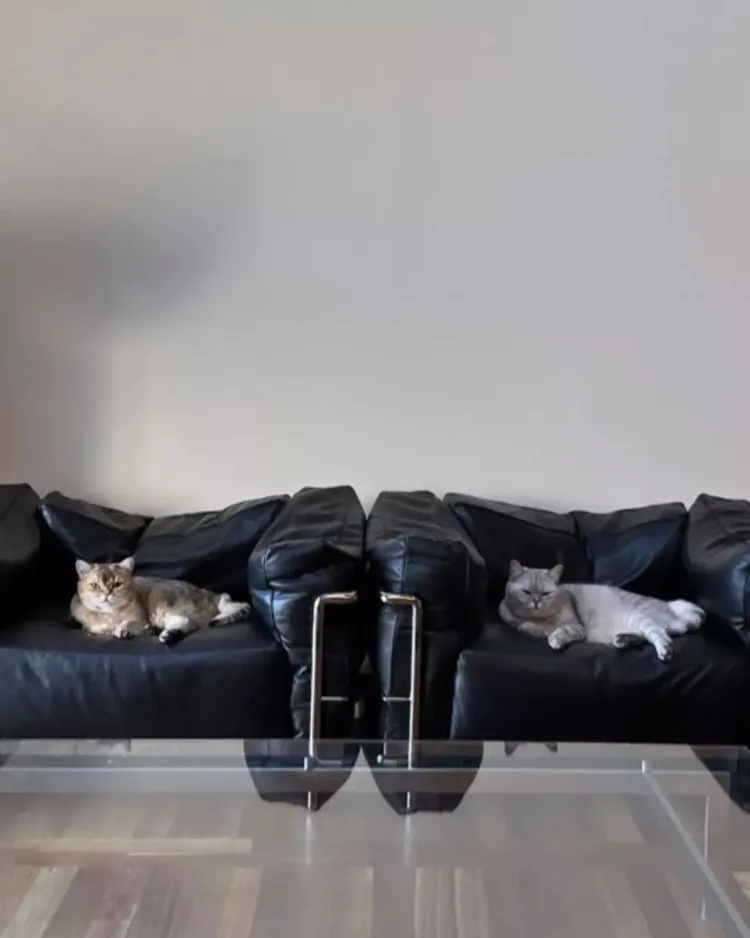 另位成員Lisa日前在IG上大曬愛貓時，也意外展示了房間內擺放的義大利家具品牌Cassina扶手椅，每張要價18萬元左右。翻攝lalalalisa_m IG