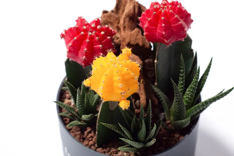 緋牡丹錦頂端的鮮豔顏色像是警示燈，小人接近時，馬上發出頭頂上的刺，幫你趕走髒東西。業者提供