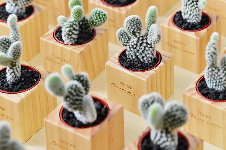 「白烏帽子」外型可愛，在仙人掌界人氣超高。業者提供