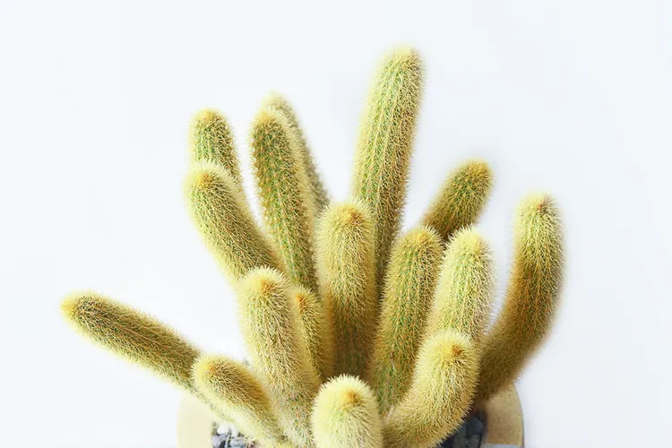 「黃金鈕」黃色的金毛有招財意涵。業者提供