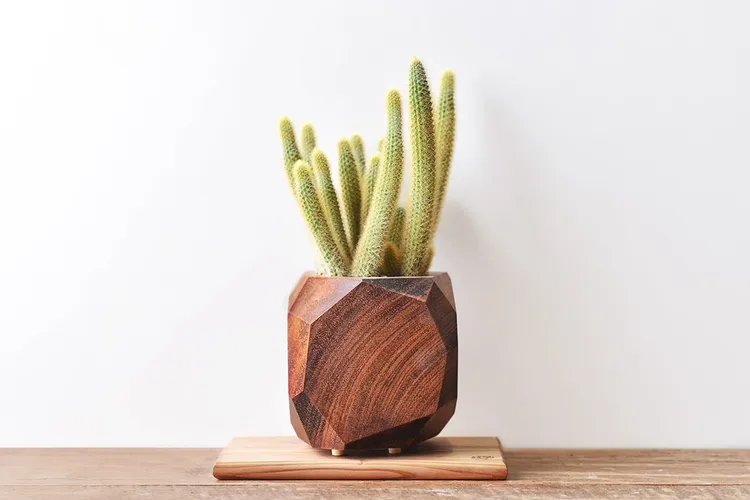 「黃金鈕」為直立向上生長的金黃色的仙人掌，更有運勢提升的寓意。業者提供