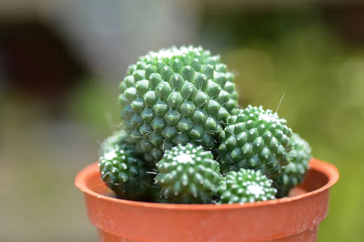 子吹奇隆丸為仙人掌乳突球屬，植身有明顯的乳突，外形像鳳梨一樣可愛。業者提供