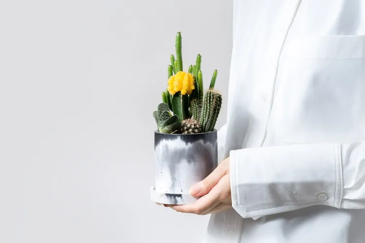 緋牡丹錦造型獨特、顏色變化多，深受喜歡仙人掌植友的歡迎。業者提供