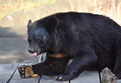 壽山動物園春節門票太搶手 預購狂銷3萬張!哪天還有票看這裡