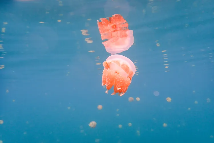 疫後的水母湖經過休養生息，水母數量已有恢復。田欣雲攝
