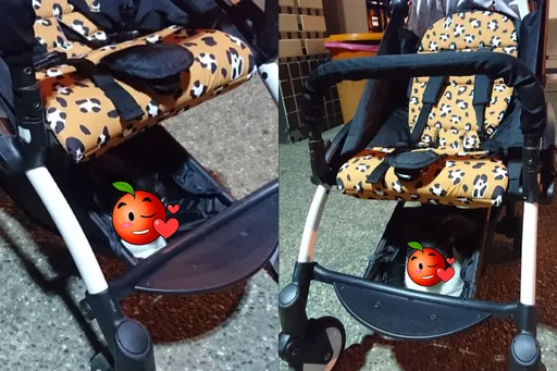 猴硐貓咪搶搭霸王車被抓包 呆萌表情全網笑翻「收編奴才失敗」