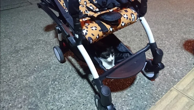 猴硐貓咪搭霸王車被抓包。翻攝自爆廢公社二館