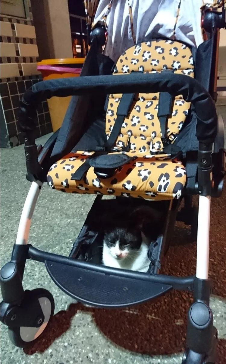 猴硐貓咪搭霸王車被抓包。翻攝自爆廢公社二館