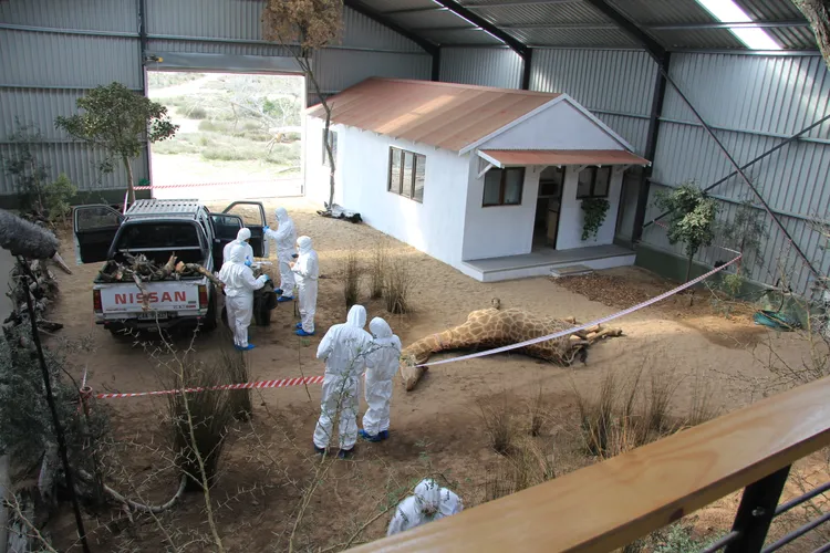 長頸鹿（模型）遭「謀殺」現場。WFA提供