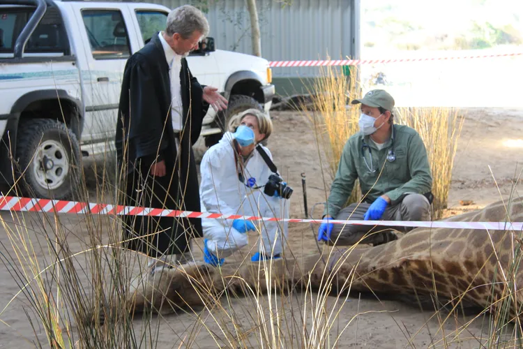 學員練習如何在長頸鹿（模型）屍體上找犯罪跡證。WFA提供