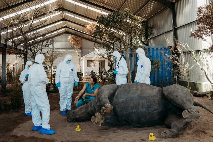 遭盜獵者殺害並鋸走犀牛角的犀牛（模型）。WFA提供