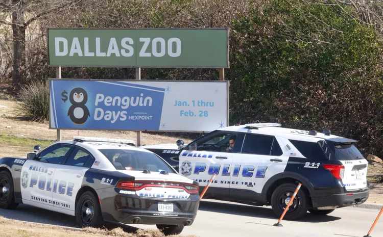 達拉斯警方到動物園協尋逃家雲豹Nova。美聯社