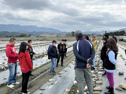 花蓮縣鳳林鎮西瓜受寒害 農民嘆:60年來首遇嚴重寒災