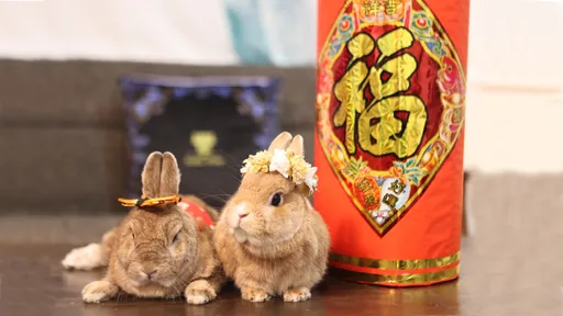 超新奇「兔聚」呆萌拜年　討喜財神兔最吸金