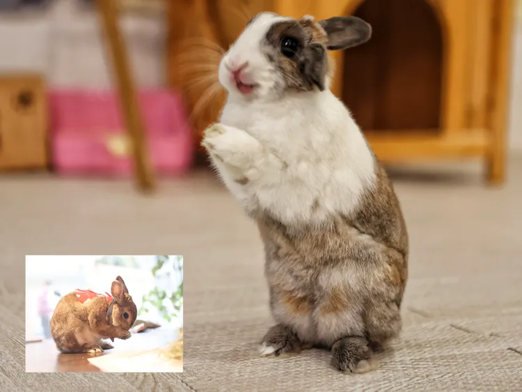 兔寶貝來拜年。翁玉信攝