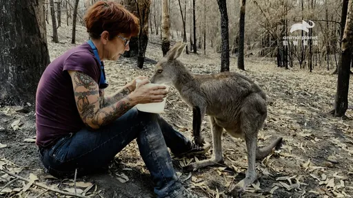 「鋼鐵人」小勞勃道尼夫婦監製　《動物情深》分享人與動物共患難情感