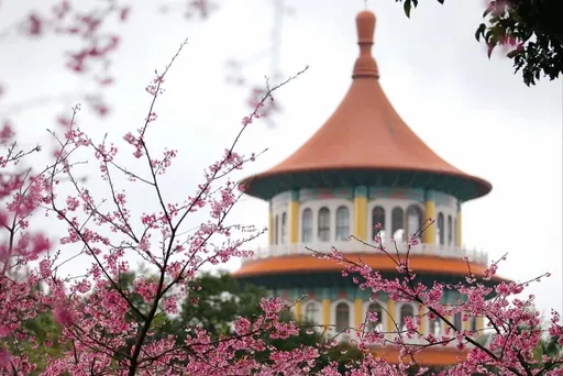 免塞車!春節搭淡海輕軌賞櫻拜廟 還有一日遊景點玩透透