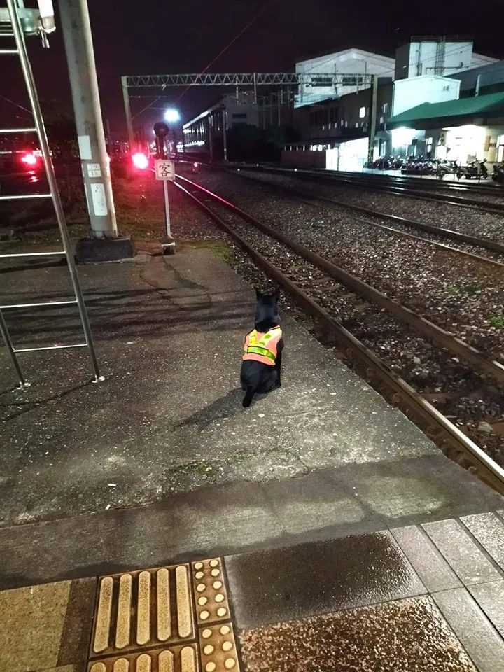 黑狗身穿工作服背影值勤感動萬人。取自爆料公社