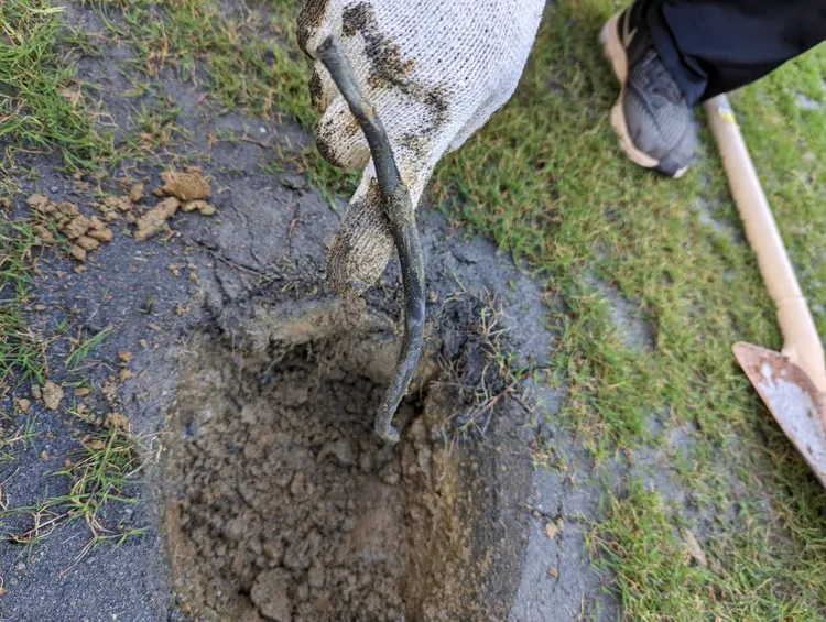 會勘人員竟在潛層、僅10至15公分的草皮挖到長達20公分的廢棄電線。新竹市政府提供