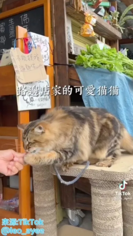 可愛貓咪好親人，拍個手《打勾勾》彷彿向旅客說著：『一定還要來找我喔～』。TikTok@leo_ayee 提供