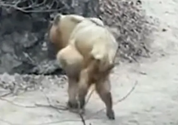 「怪牛」吃飽後，有了氣力，站起來慢慢走向山中，腹部有明顯隆起的腫瘤或膿包。翻攝微博/陝西寶雞