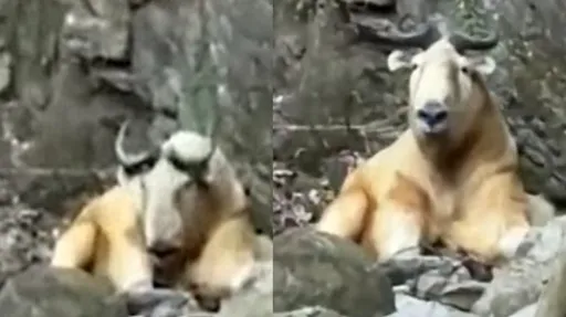 影片曝光!人與「靈獸」的奇緣 「懂人話」的怪牛竟是國寶級珍獸