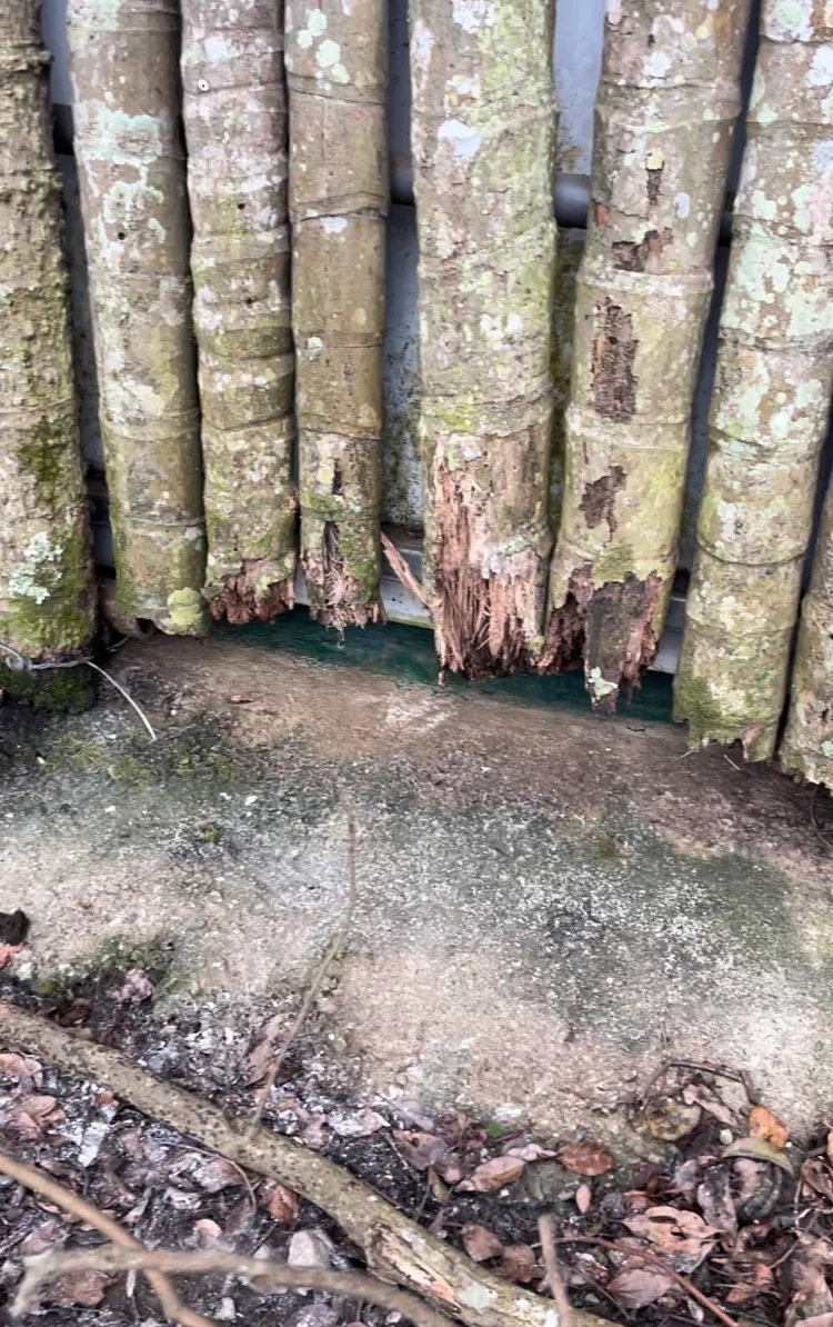 寶來溫泉區一處露營區出現偷拍狼，估計至少有4名女子被偷拍。讀者提供