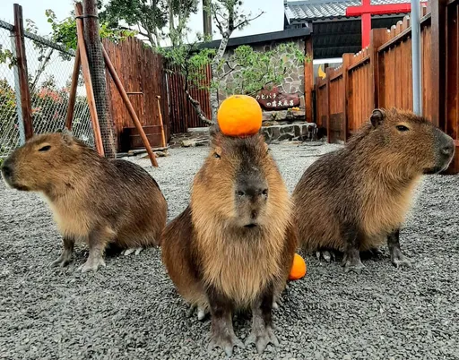 在网美景点被偷9500红包！男学生求还「1.5月生活费」　网揪这点：你太天真