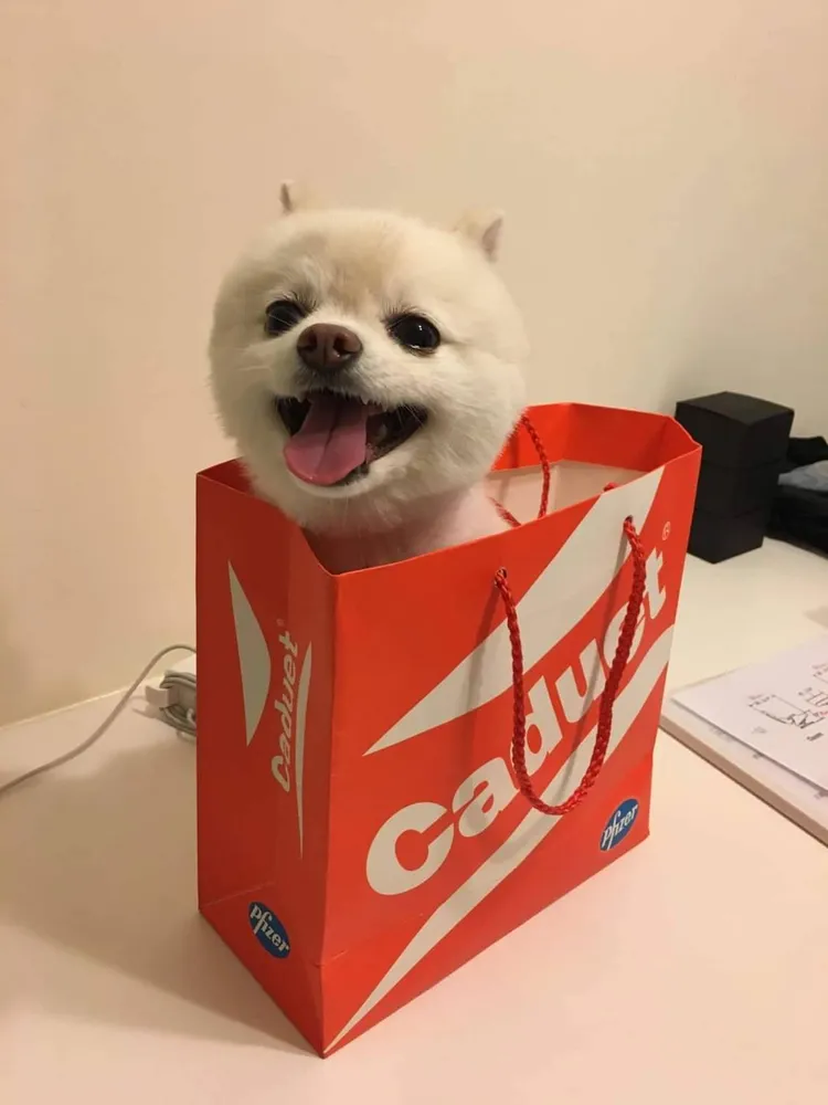 可愛的棉花糖去年5月離世。翻攝JR紀言愷臉書