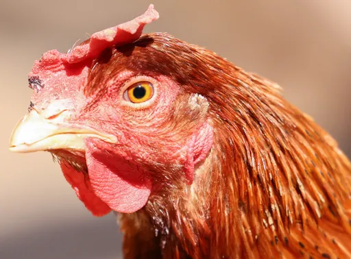 日本禽流感疫情爆量　單季54例創歷史新高