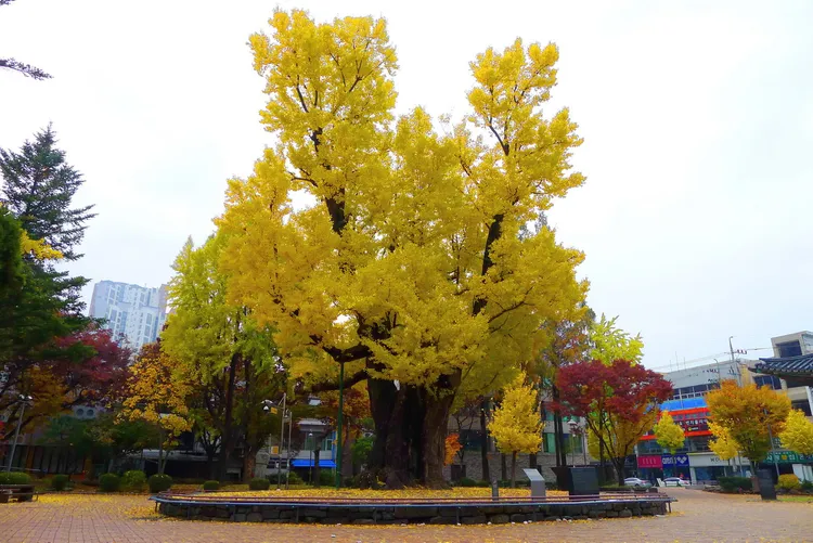 宋慧喬戲裡學棋的地點在清州中央公園的鴨腳樹前，樹齡900多年。翻攝naver