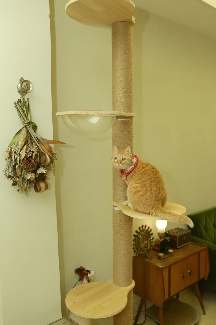 叮叮專屬跳台。朱世閎攝