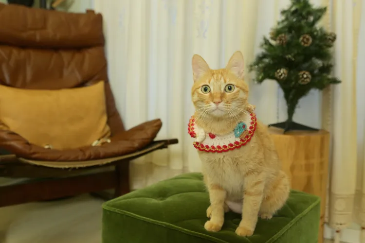 叮叮的花色跟整個家風格也很融合。朱世閎攝