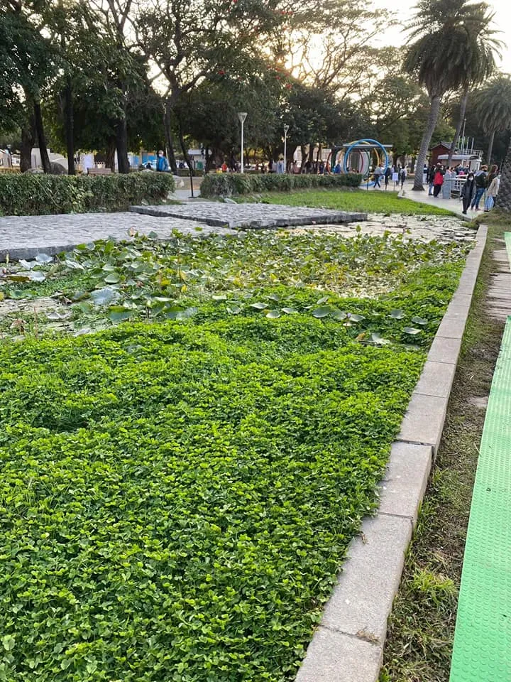 白喬茵批2023高雄蓮潭燈會場照明不佳，還有佯裝成草皮的蓮藕池，一不小心就會走下去洗澡。翻攝白喬茵臉書