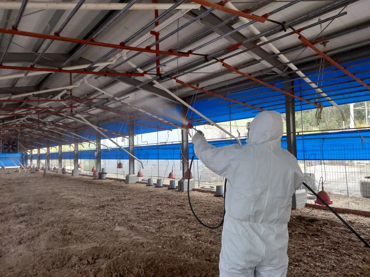 撲殺場進行全場消毒。動保處提供