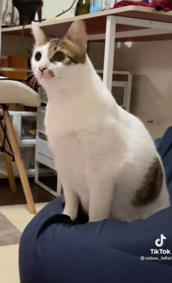 主子你今天還好嗎？
TikTok@mibao_faftat 提供