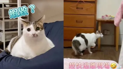 他嗨翻熱唱!喵星人聽不下去 呆萌反應網笑翻:胖虎來了