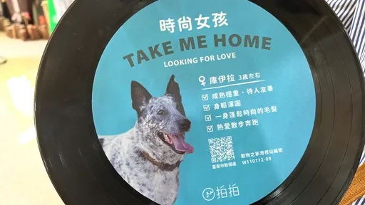 毛小孩變黑膠明星 台南認養專車3月開往藍晒圖文創園區