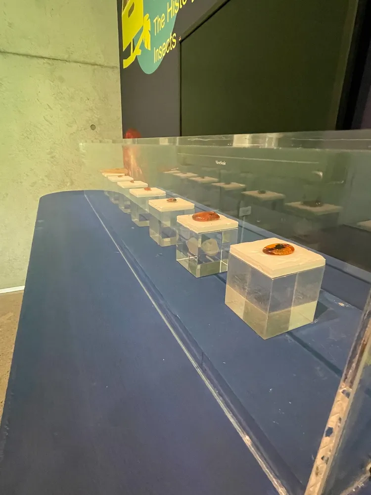 幸好展品無損，事後人員恢復原狀。台南左鎮化石園區