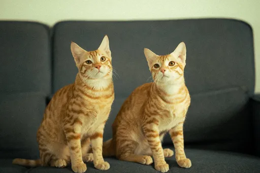 她租公寓養32隻貓！3隻病死屍體扔冰箱　工讀生驚見這一幕怒檢舉