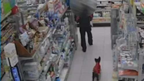 沒錢也不能餓到毛孩!老翁超商偷狗罐頭 卻因這特徵太明顯栽了