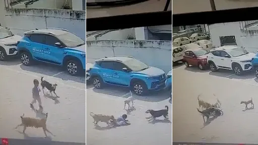 驚悚影片|流浪狗群圍殺「咬死4歲童」 帶食物溜上街閒晃遇禍