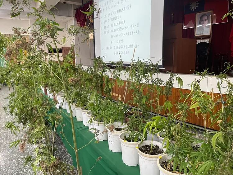 起獲一盆又一盆的大麻。警方提供