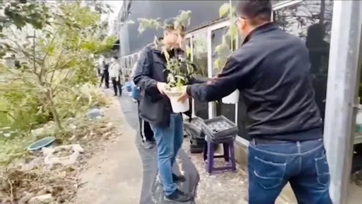 兒子販毒卻害老爸這事曝了光 蘭農不良斜槓失敗!千萬元大麻被扣人還遭羈押