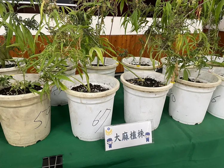 林嫌將種植蘭花技術轉移到大麻上，未賺到錢就被逮。警方提供